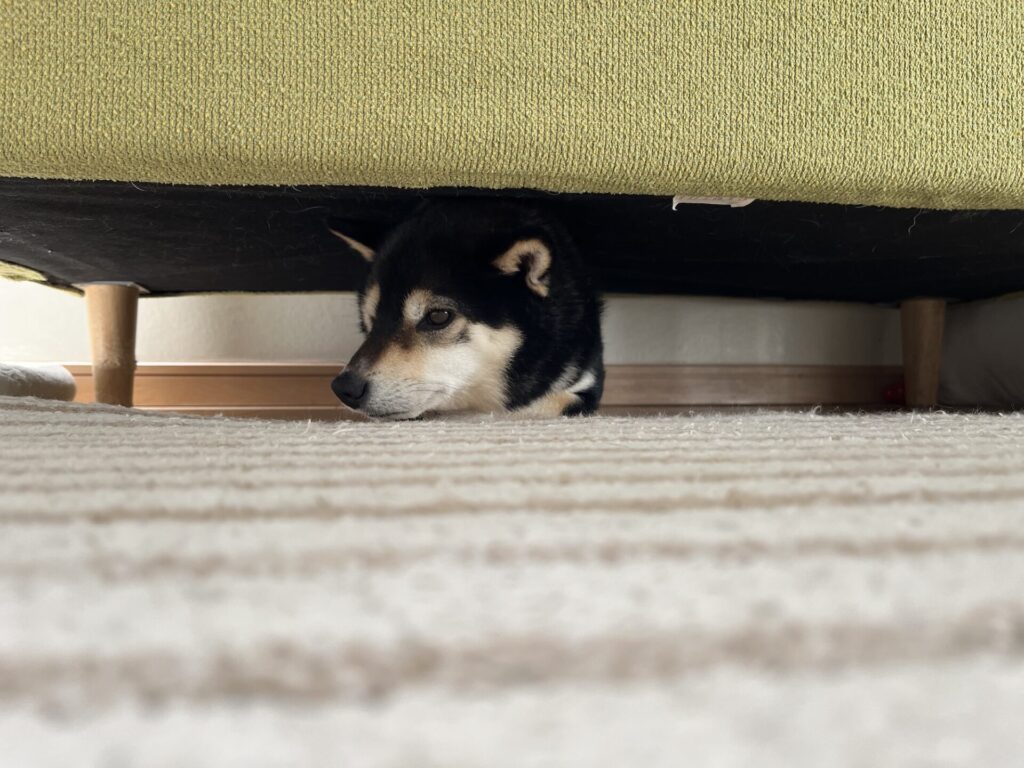 ソファの下に隠れて横を向く愛犬がじゅまる