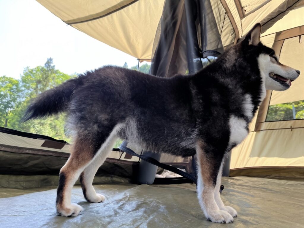 看板犬がじゅまるのご紹介